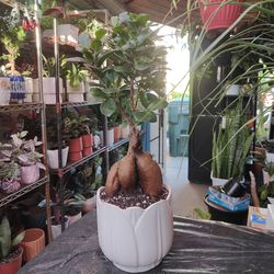 Ginseng Ficus Bonsai Tree
