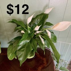 Peace Lily Plant