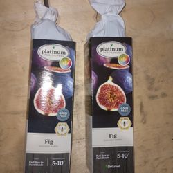 Fig Tree Saplings (2)