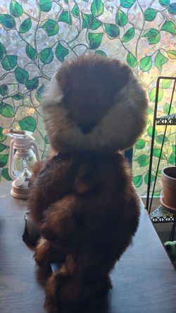 Caddyshack dancing groundhog