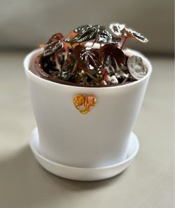 Peperomia Red Emerald in Plastic Pot