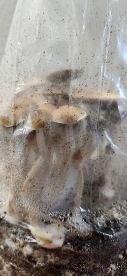 🍄 Mushroom Kit - Ready to Grow!
