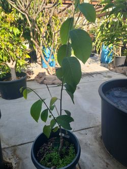 Milky Atemoya