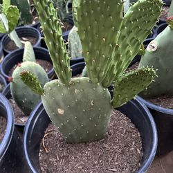 Cactus Plants To Eat In 5 Gallons $20 and $15 Each