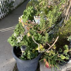 Plant In Big Pot