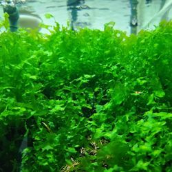 Subwassertang Aquarium Moss