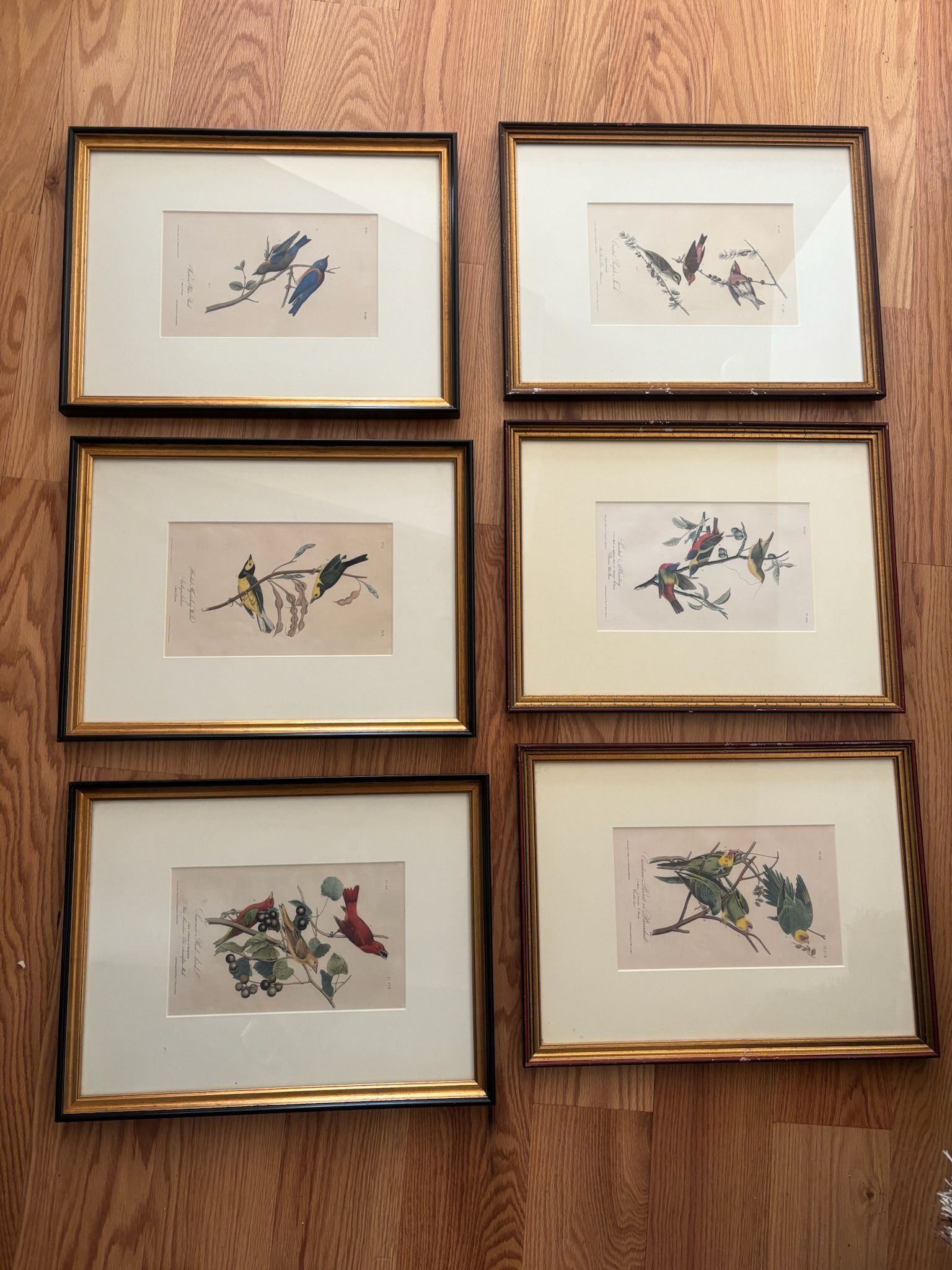 John James Audubon bird framed original lithographs