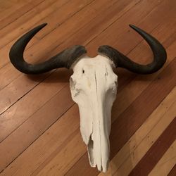 Taxidermy Wildebeest Skull!! $250 Obo!!