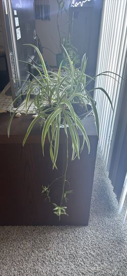 Giant Spider Plant 