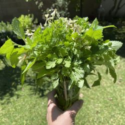 Free Fresh Herbs - Pick Up Today Only 
