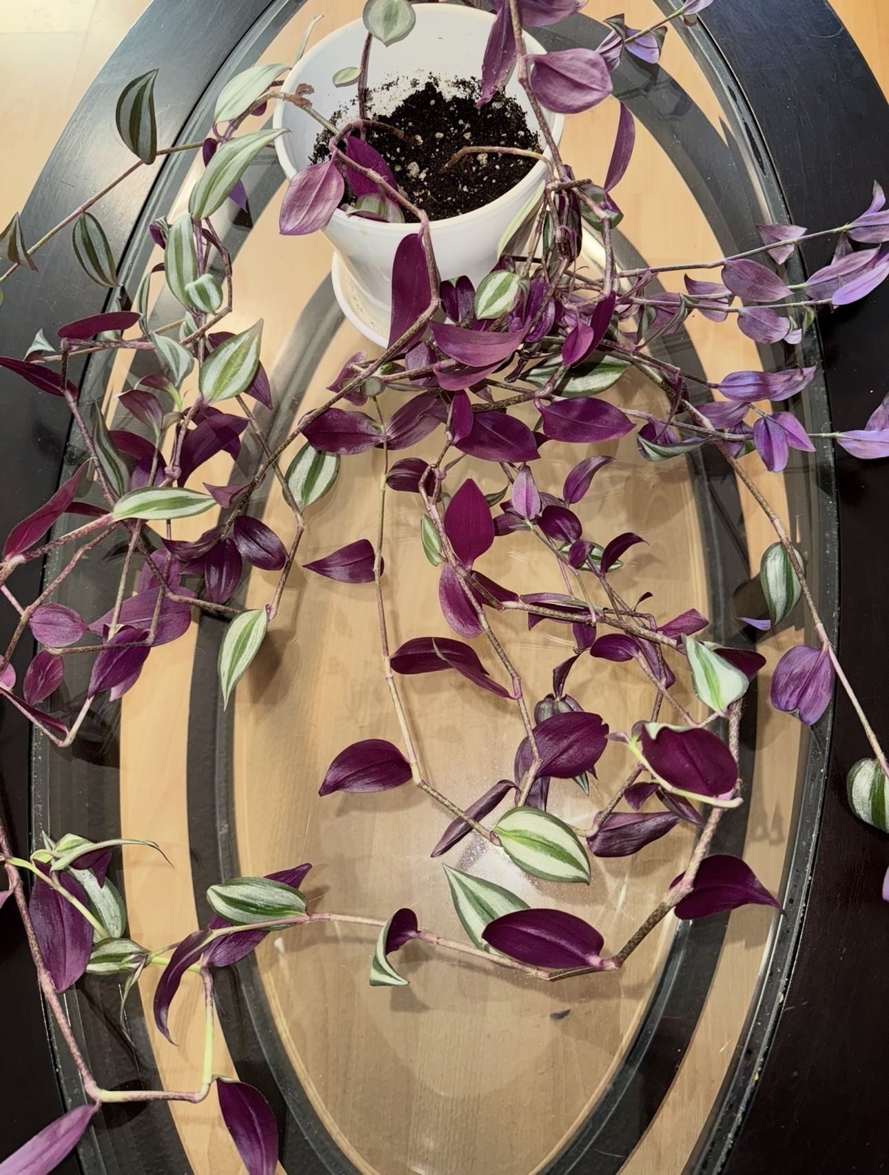 Tradescantia Zebrina Indoor Plant