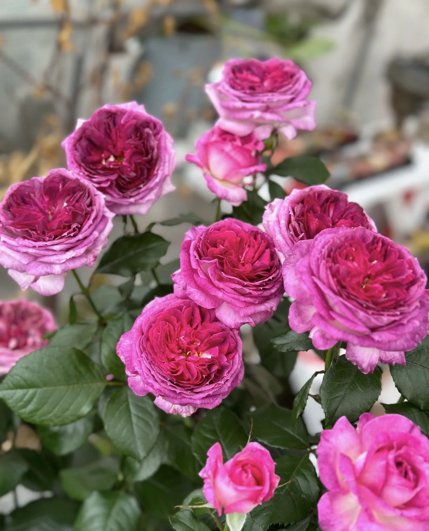 Thierry marx roses