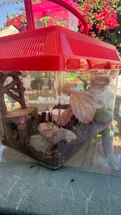 Jumping spider &cage
