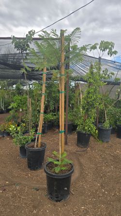 Jacaranda $70