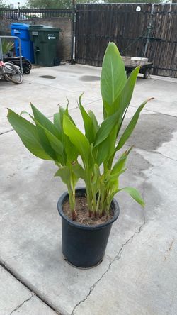 Canna lily plant