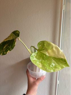 Monstera Crème brûlée