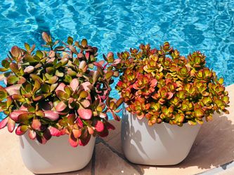 Beautiful jade plant