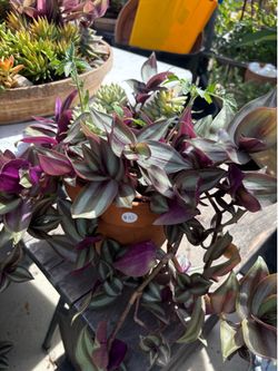 plants / plantas