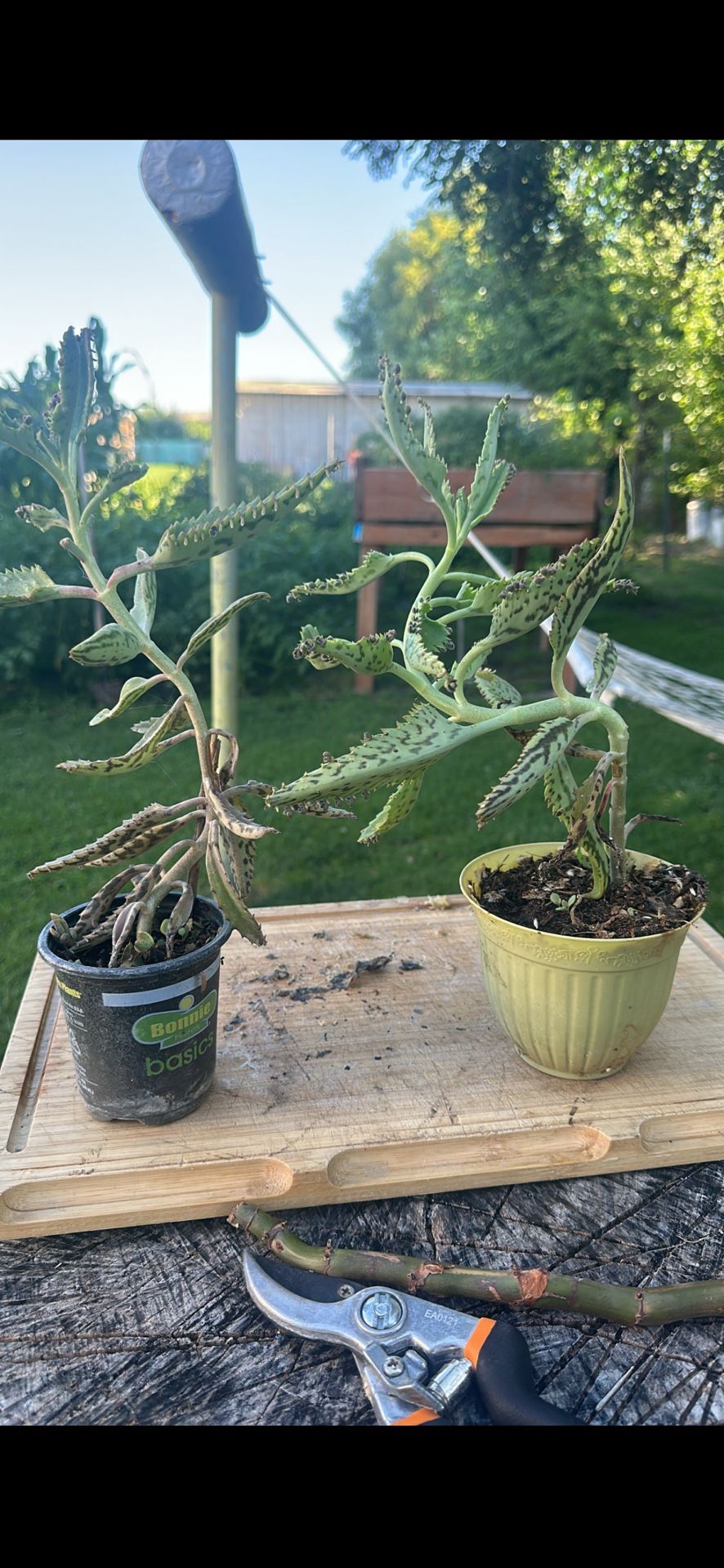 Kalanchoe/ Mother Of Thousands