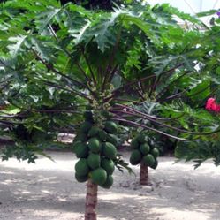 Tr Hovey Dwarf  Papaya Trees 3gal 