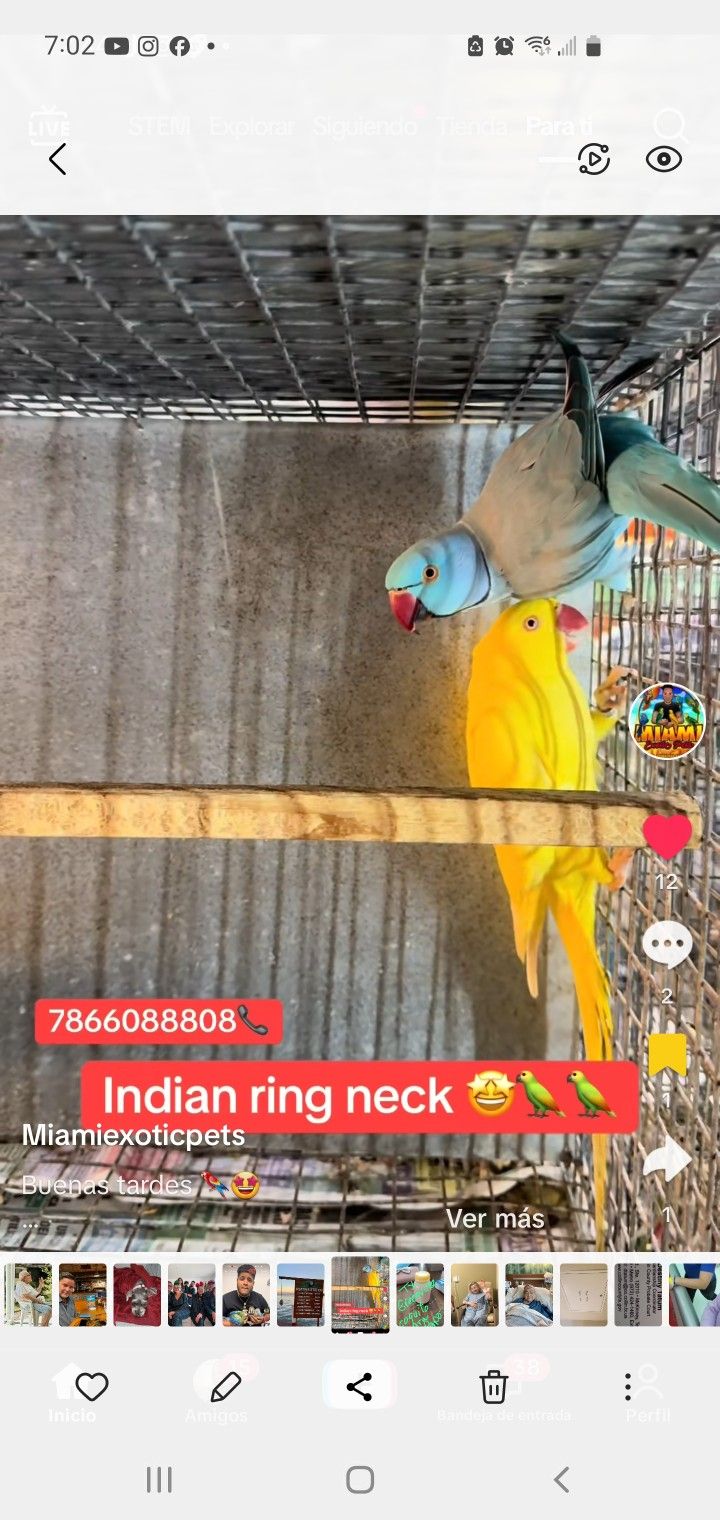 Indian Ring Neck, Male Blue And Female Yellow
