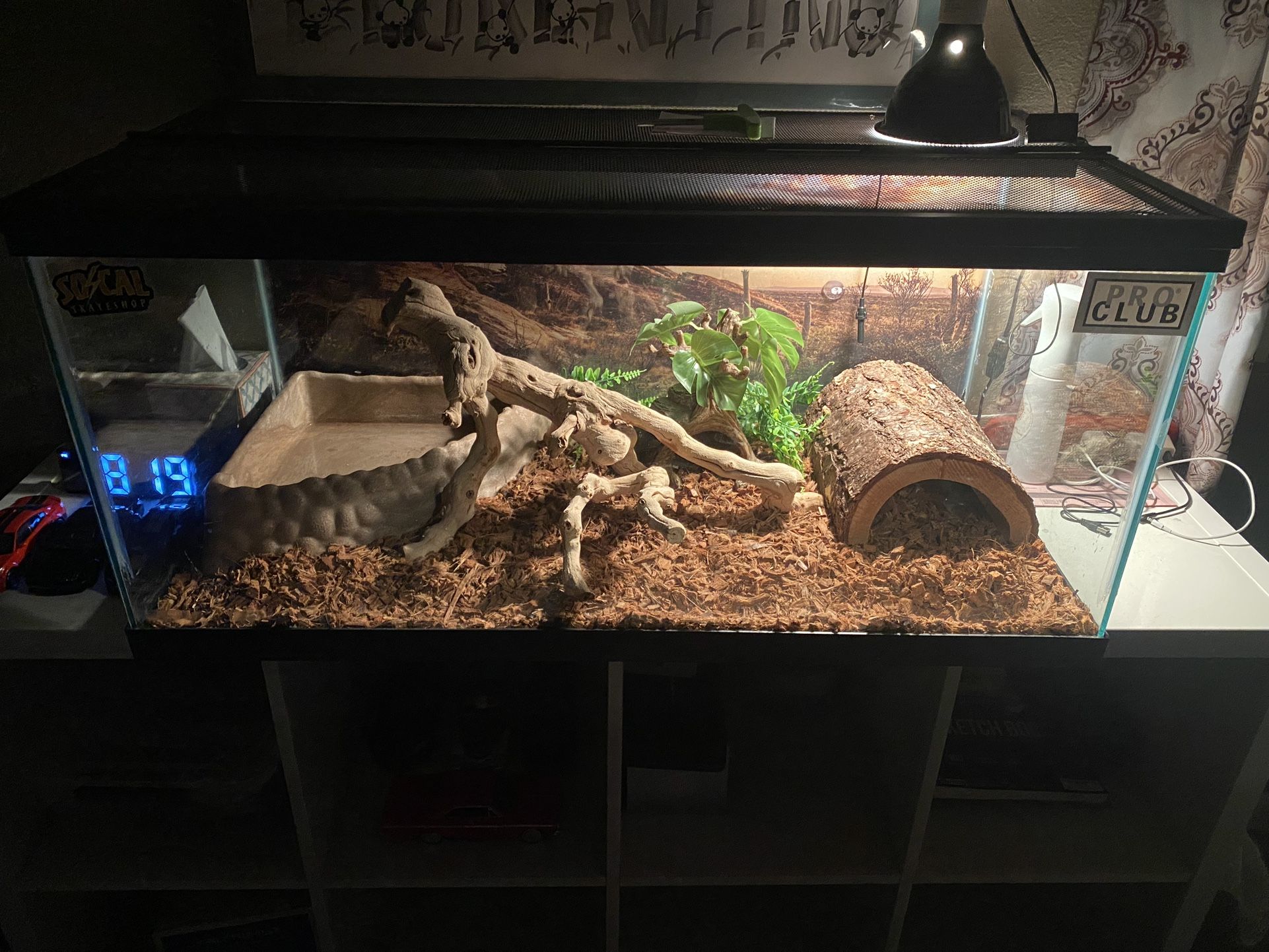 Tank Comes With Everything And Includes The Ball Python.