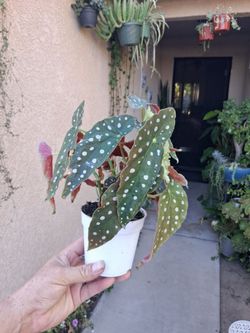 Begonia Maculata "Polkadot " Plant $18