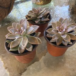 Natural Succulents,  Small Plants 
