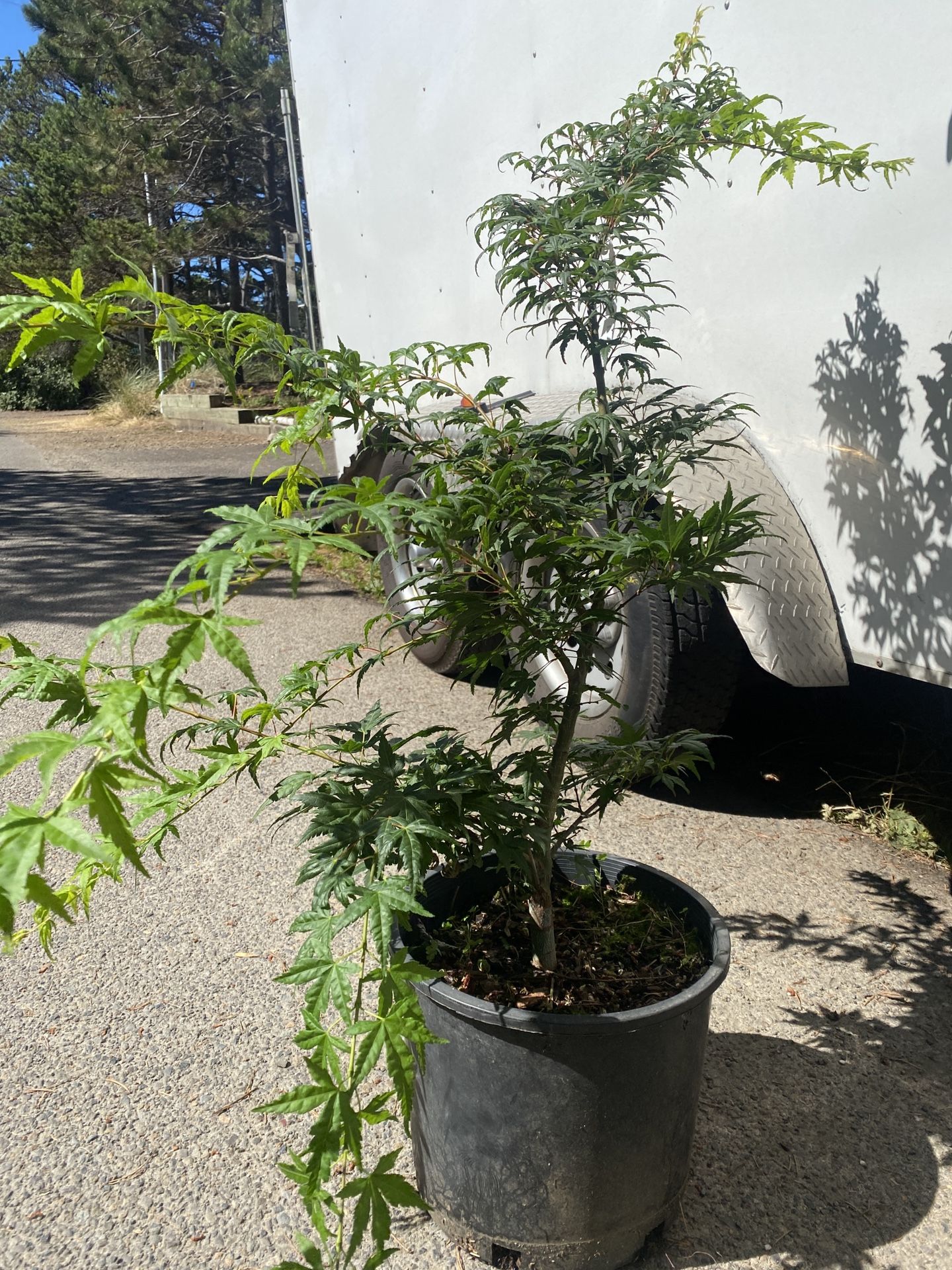 Rare ‘Seiun Kaku’ Japanese Maple