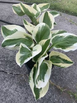 hosta patriot