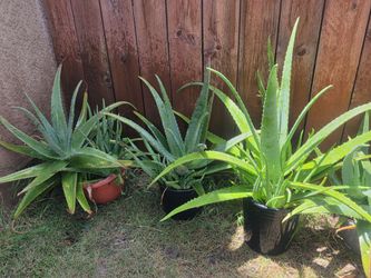 Aloe vera plants 🪴 Starting at $25 & Up