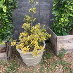 Plants 