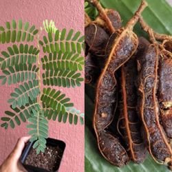 $10/pickup or $20/shipped SWEET Tamarind Tree Tamarindus indica Tamarindo Live Starter Fruit Plant Potted 9-12in Tall