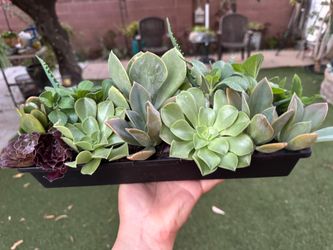 Pretty plants in a pot