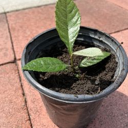 Loquat Fruit Tree 