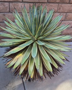 LARGE VERIEGATED "SNOW GLOW" AGAVE PLANT $250/ EACH