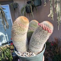 Mammillaria Spinosissima Cactus 🌵 $45