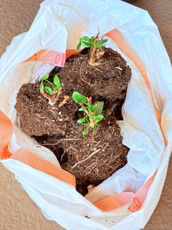 3 Free Mandevilla Plants