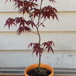 Bonsai, Japan Maple 23 inches