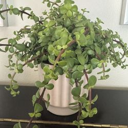 Succulent Flower 
