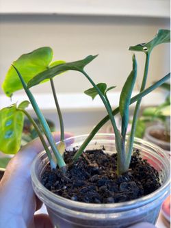 Syngonium Panda and Philodendron Burle Max in same pot