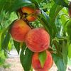 Peaches 🍑
