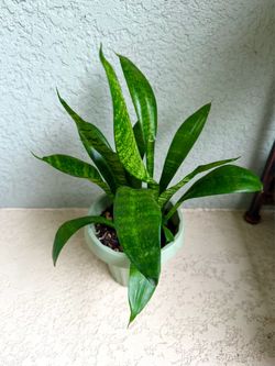 Sansevieria  plant