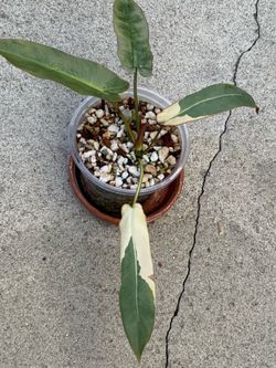 Philodendron Atabapoense copy