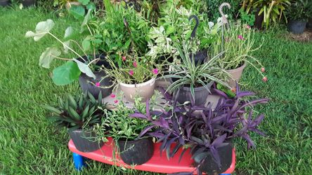 Assorted Potted Plants- Belly Buda, Pulmeria, Oyster, Spider plant and more