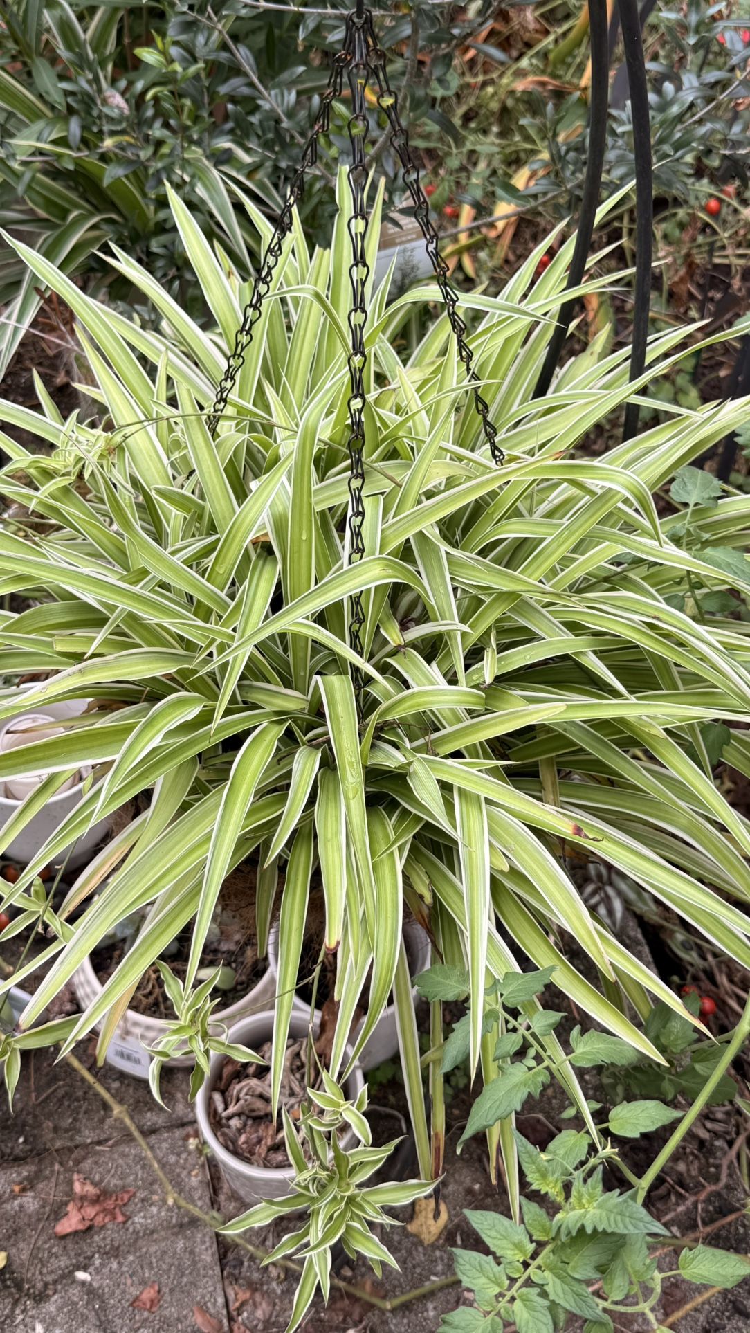 Spider Plant