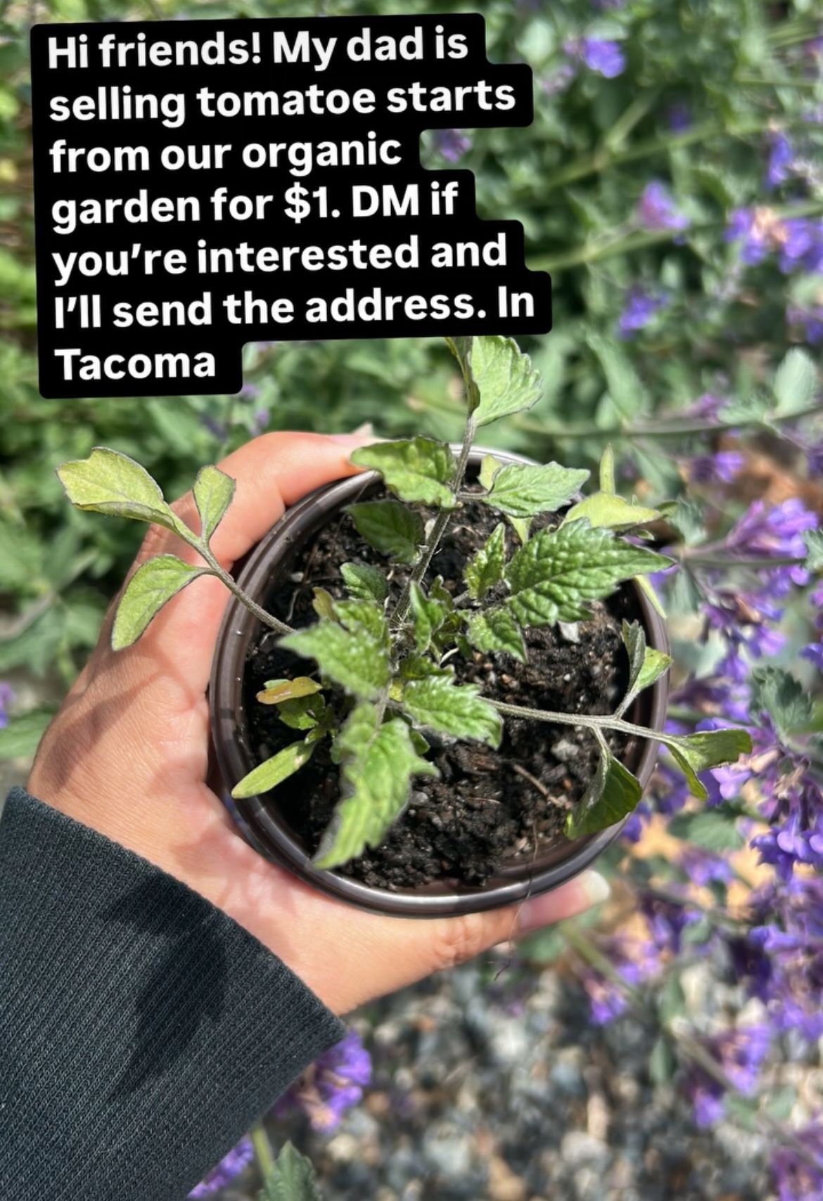 Tomatoe Starts $1 / tomate empieza $1