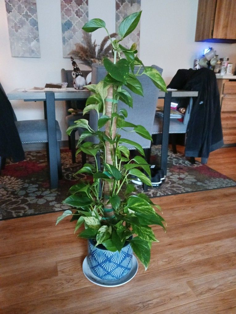 Pothos Plant