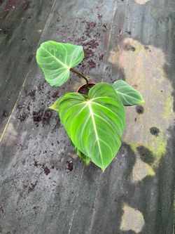 Philodendron Gloriossum