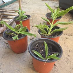 Potted Kalanchoe laetivirens A.k.a. Alligator Plant A.k.a. Mother Of Millions